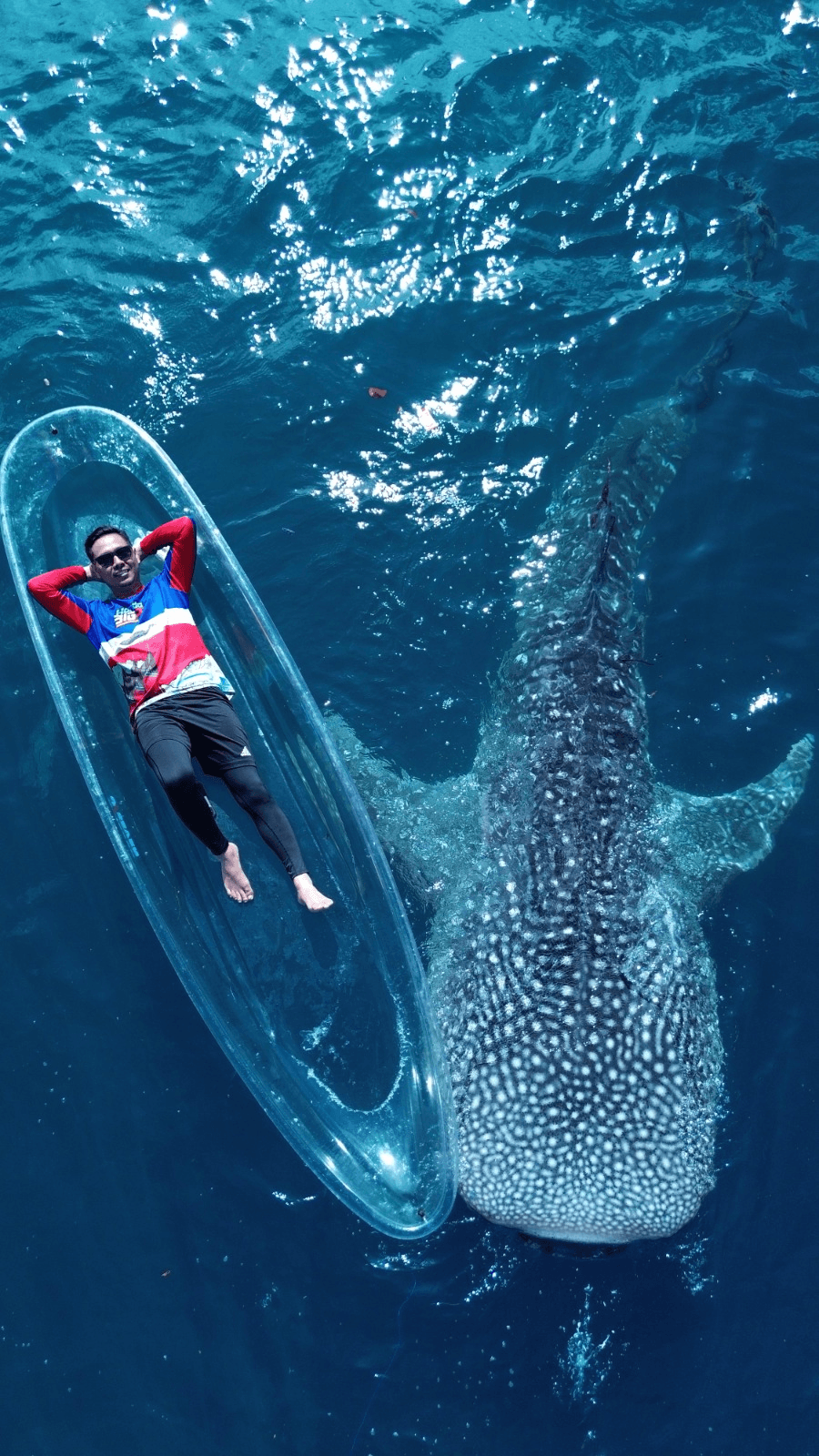 Peserta touring juga berkesempatan menikmati keindahan wisata bawah laut Sulawesi dengan berenang bersama hiu paus yang terkenal sebagai makhluk laut yang ramah dan menakjubkan.